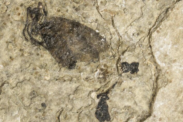 Fossil March Fly (Plecia) - Green River Formation #154420